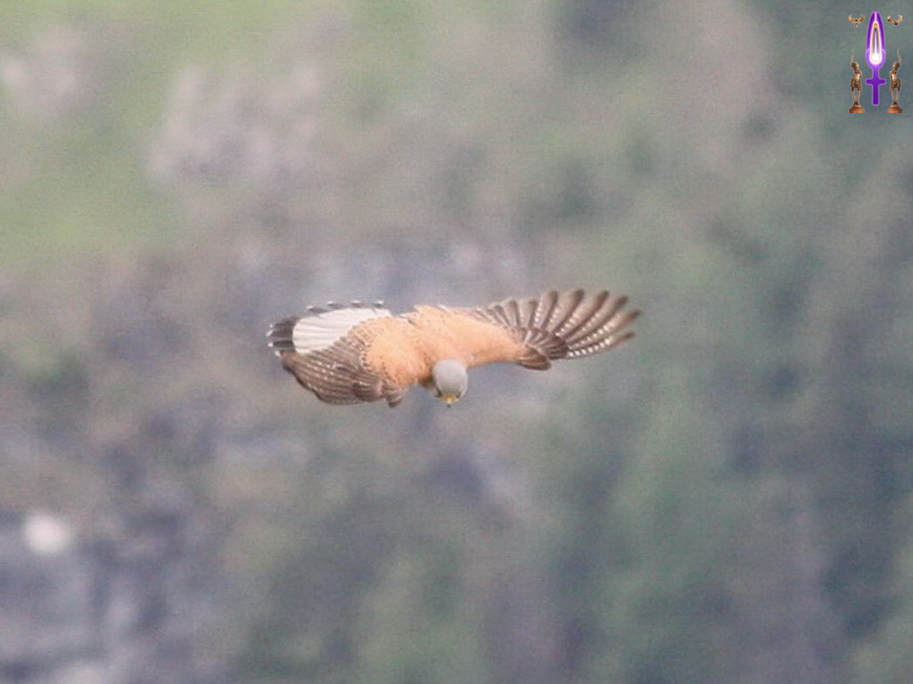 Album Magique d'Isapierre, Episode No 73 : Ce vol de Faucon saisissant, ne serait-ce pas le moment pour Isapierre de prendre son envol...