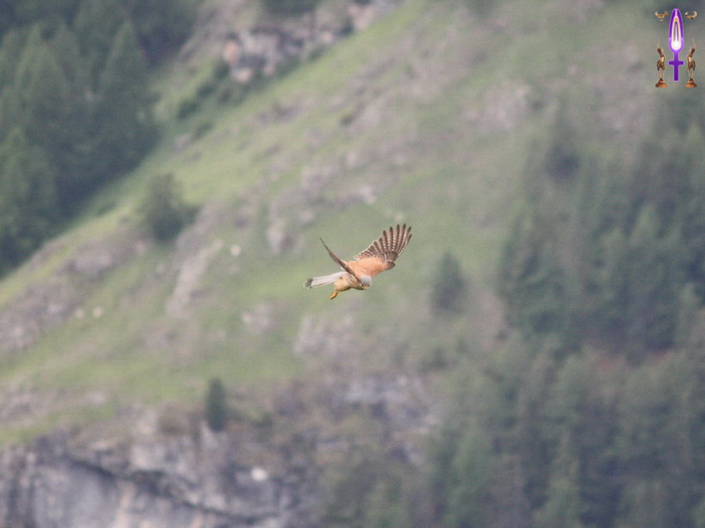 Album Magique d'Isapierre, Episode No 74 : Passage d'Horus le Faucon, réincarnation de son père Osiris dans la vallée d'Evolène...