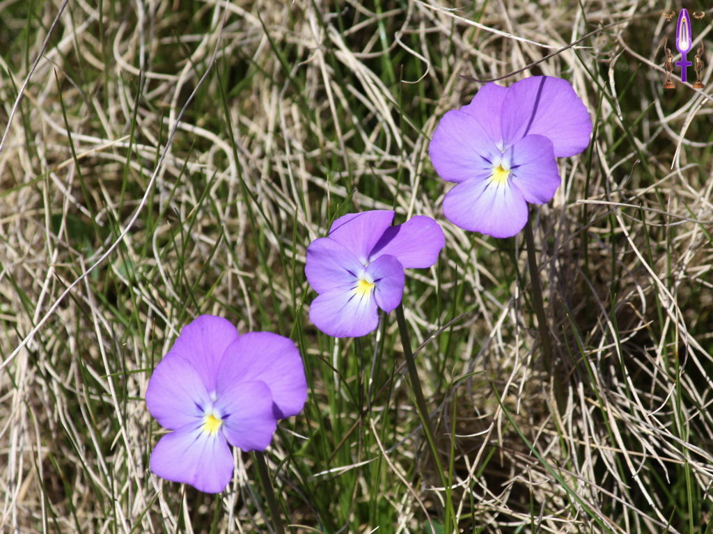 Album Magique d'Isapierre, Episode No 75: Quand les fleurs s'alignent pour ne surtout pas se gêner...