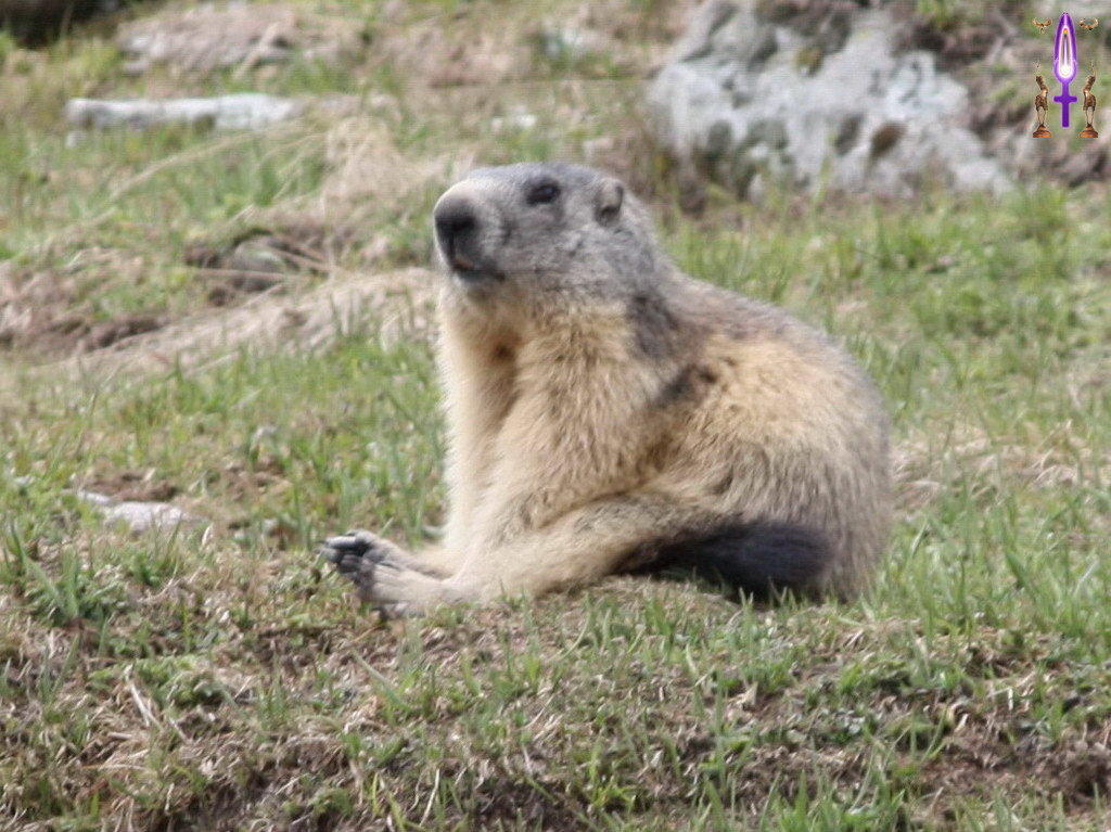 Album Magique d'Isapierre, Episode No 76 : Une marmotte vraiment très décontractée...