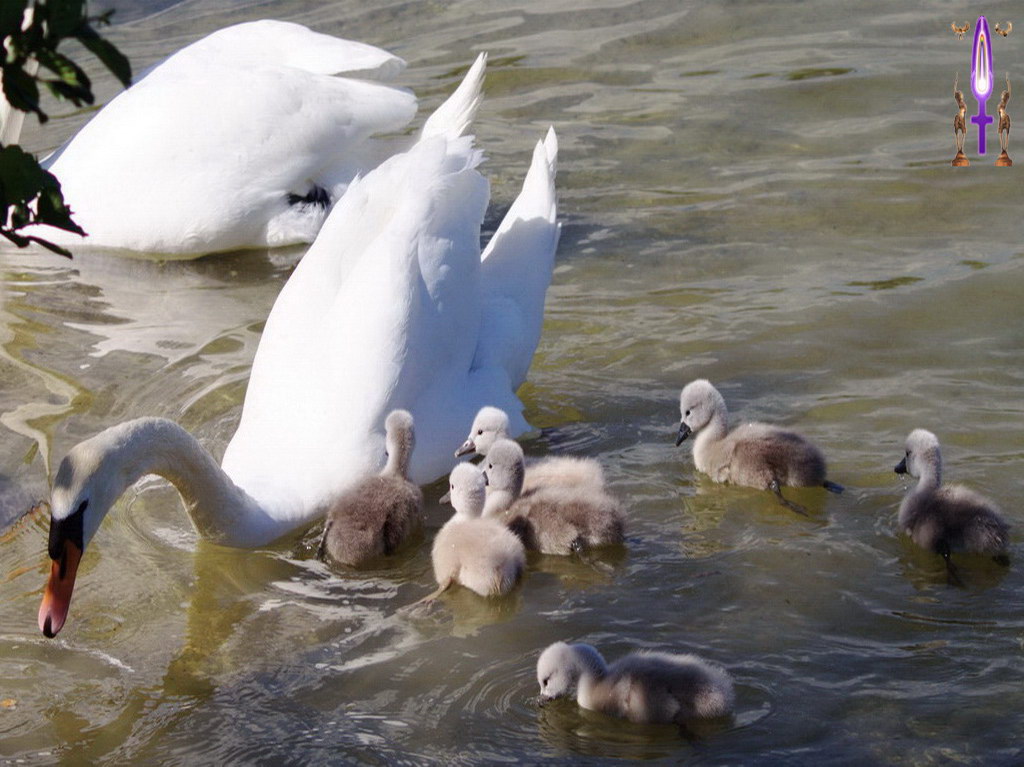 Album Magique d'Isapierre, Episode No 89 : Une famille de cygnes dans la joie et le bonheur sur le lac de Divonne-les-Bains...