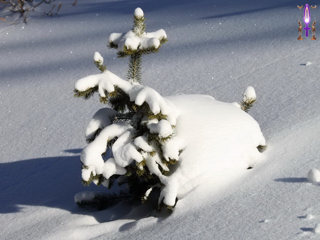 Album Magique d'Isapierre, Episode No 99 : Une amusante chêvre des neiges, jeu subtil sans équivoque avec les Energies de la Nature...
