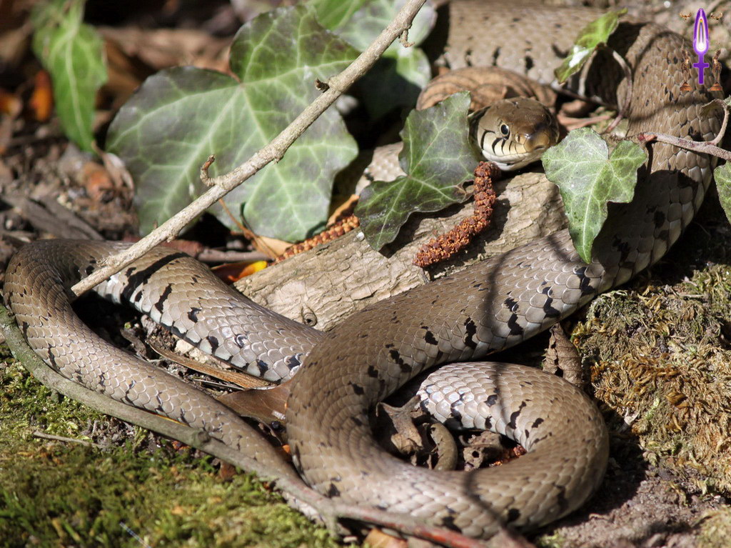 Album Magique d'Isapierre, Episode No 102 : Rencontre avec un symbole Féminin Sacré très fort, le serpent, sur les bords la Versoix...