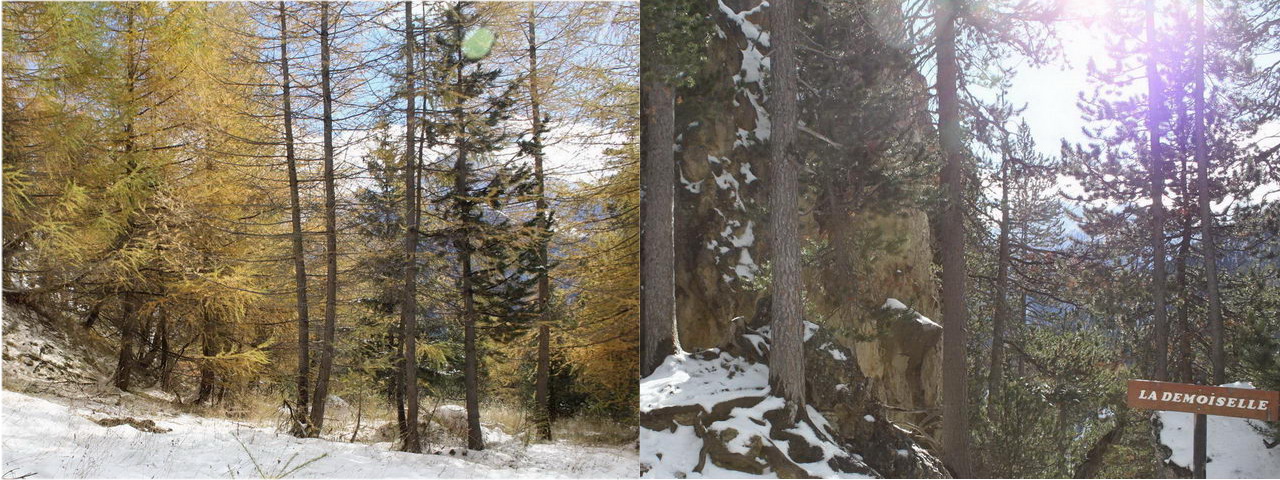 Episode No 113 C : Troisième photo, présence étonnante d'un Orbs... 