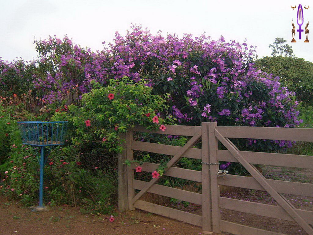 Croix de Lumière, Photo de la Série N No 2 