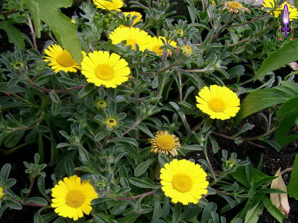 Croix de Lumière, Photo de la Série N No 13 