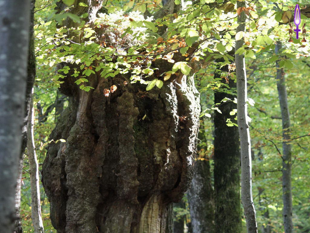 Croix de Lumière, Photo de la Série N No 16 