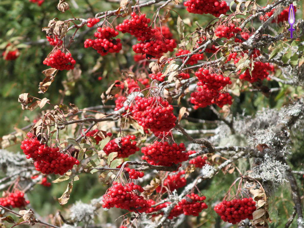 Croix de Lumière, Photo de la Série N No 18 