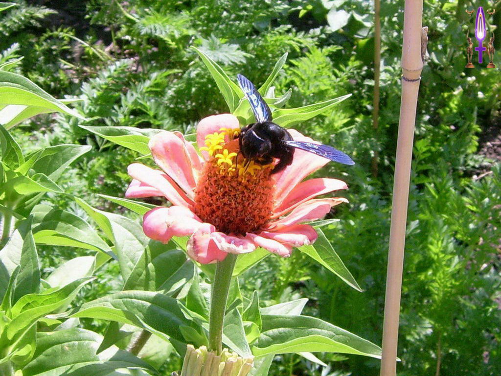 Croix de Lumière, Photo de la Série N No 23 