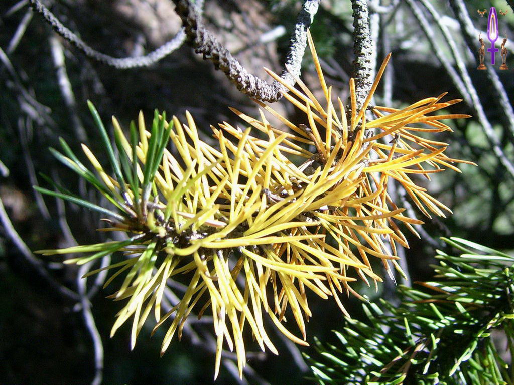 Croix de Lumière, Photo de la Série N No 27 