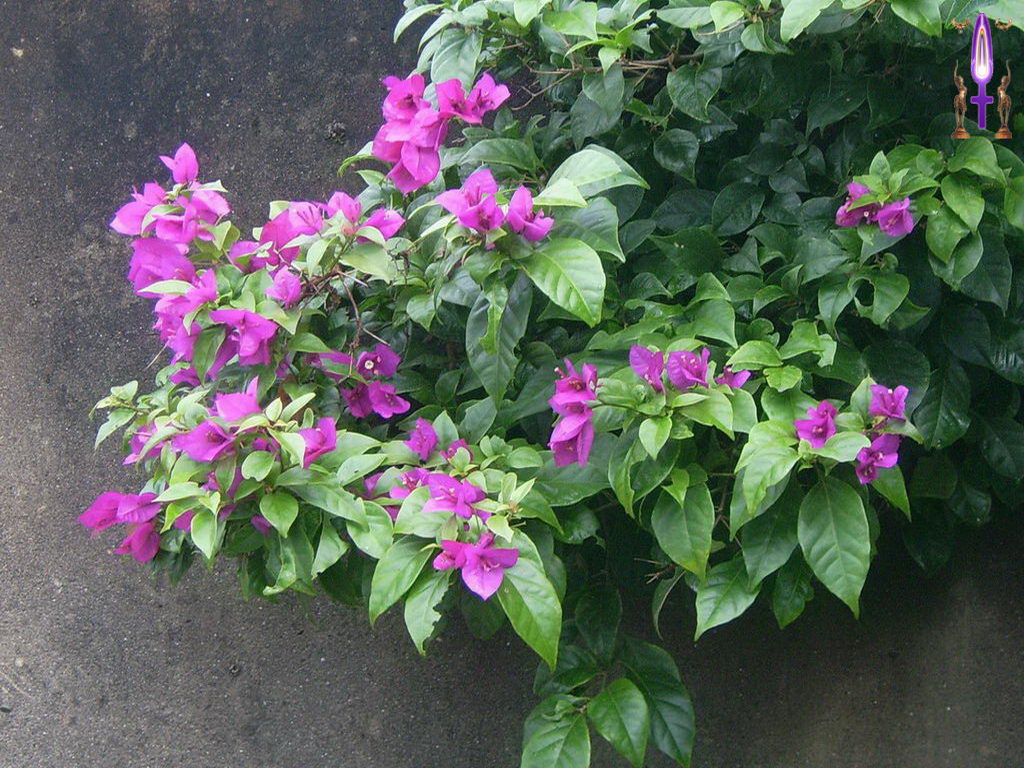 Croix de Lumière, Photo de la Série N No 31 