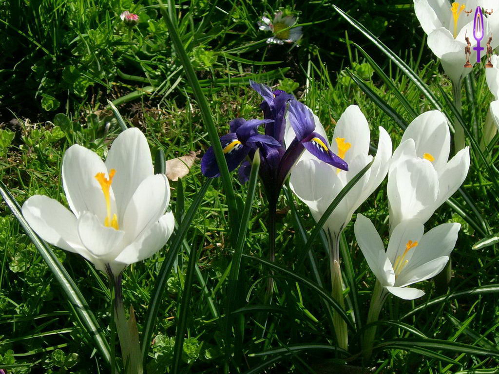 Croix de Lumière, Photo de la Série N No 32 