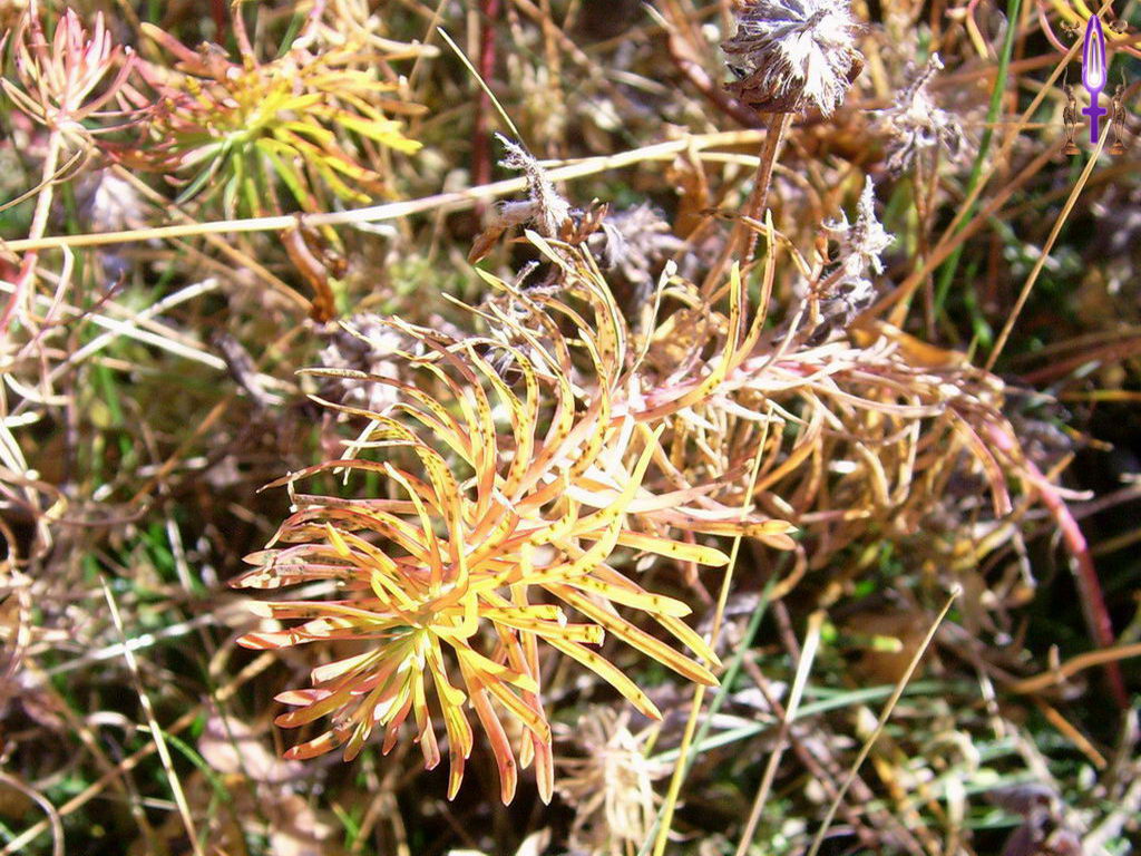Croix de Lumière, Photo de la Série N No 33 