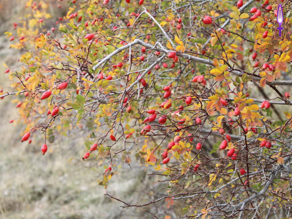 Croix de Lumière, Photo de la Série N No 34 