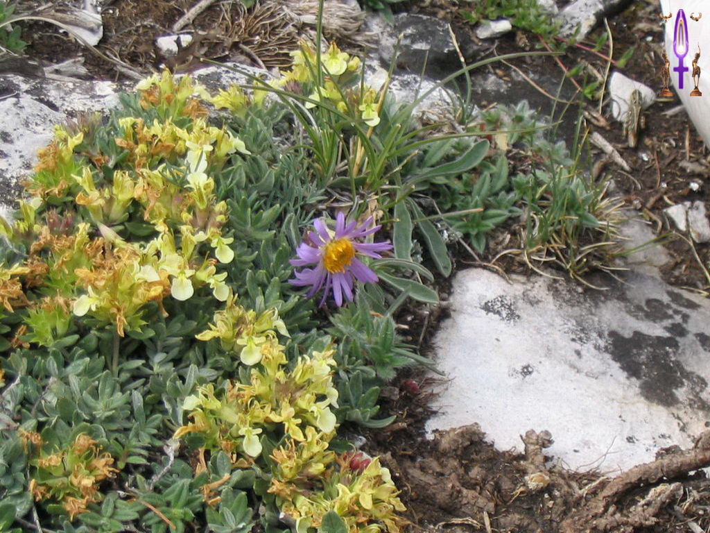 Croix de Lumière, Photo de la Série N No 40 