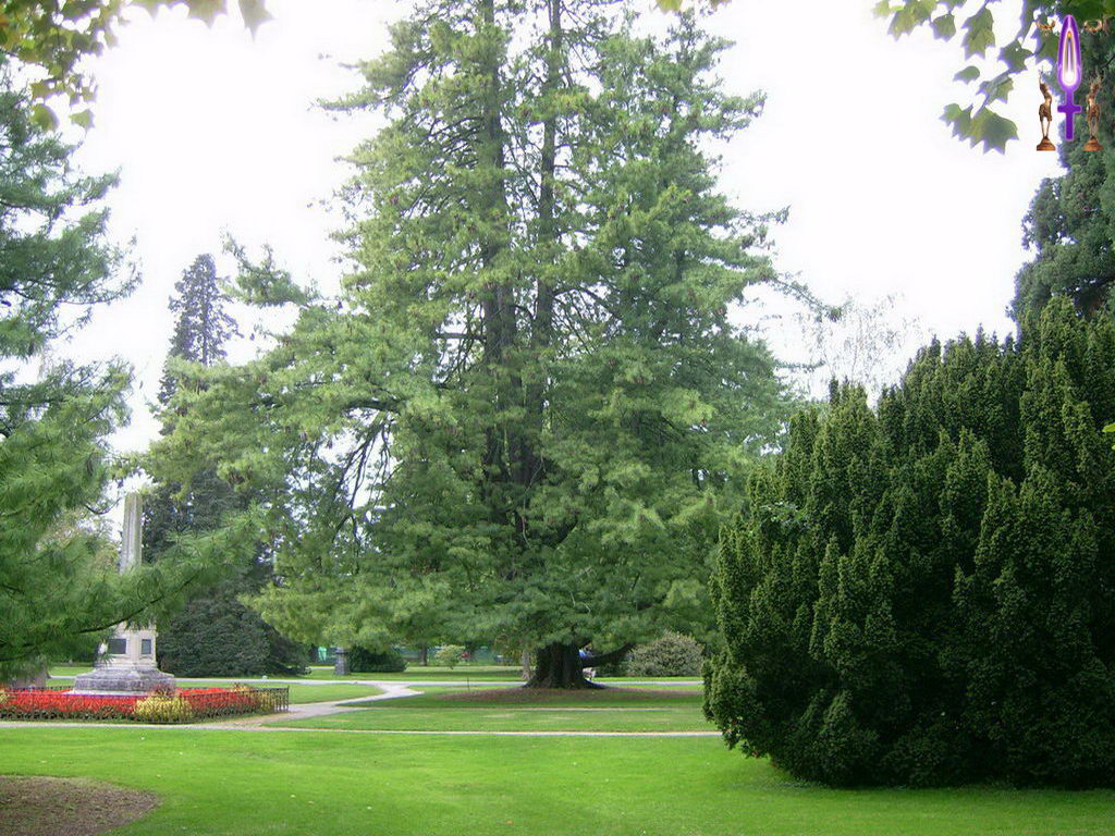 Croix de Lumière, Photo de la Série N No 47 