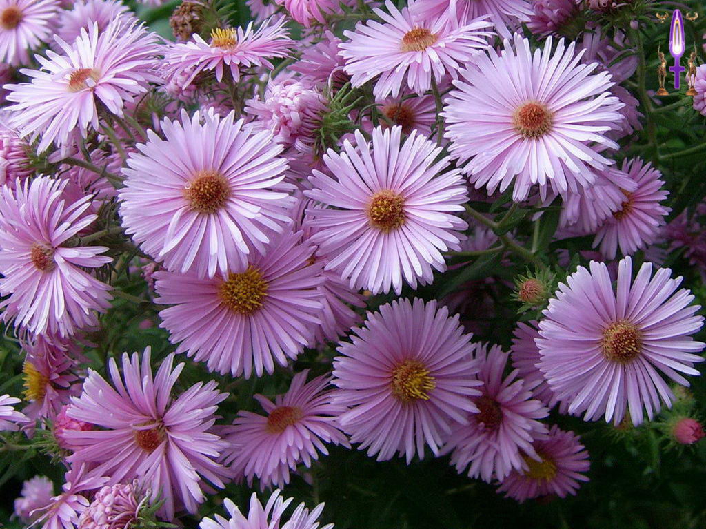 Croix de Lumière, Photo de la Série N No 52 