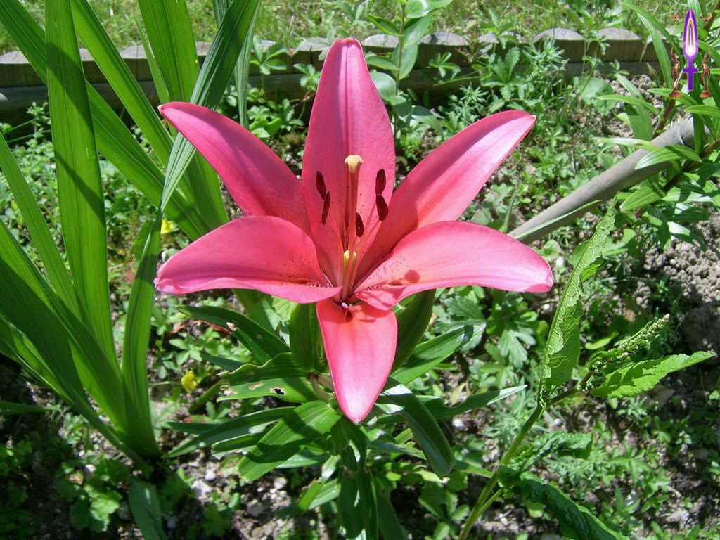 Croix de Lumière, Photo de la Série N No 59 