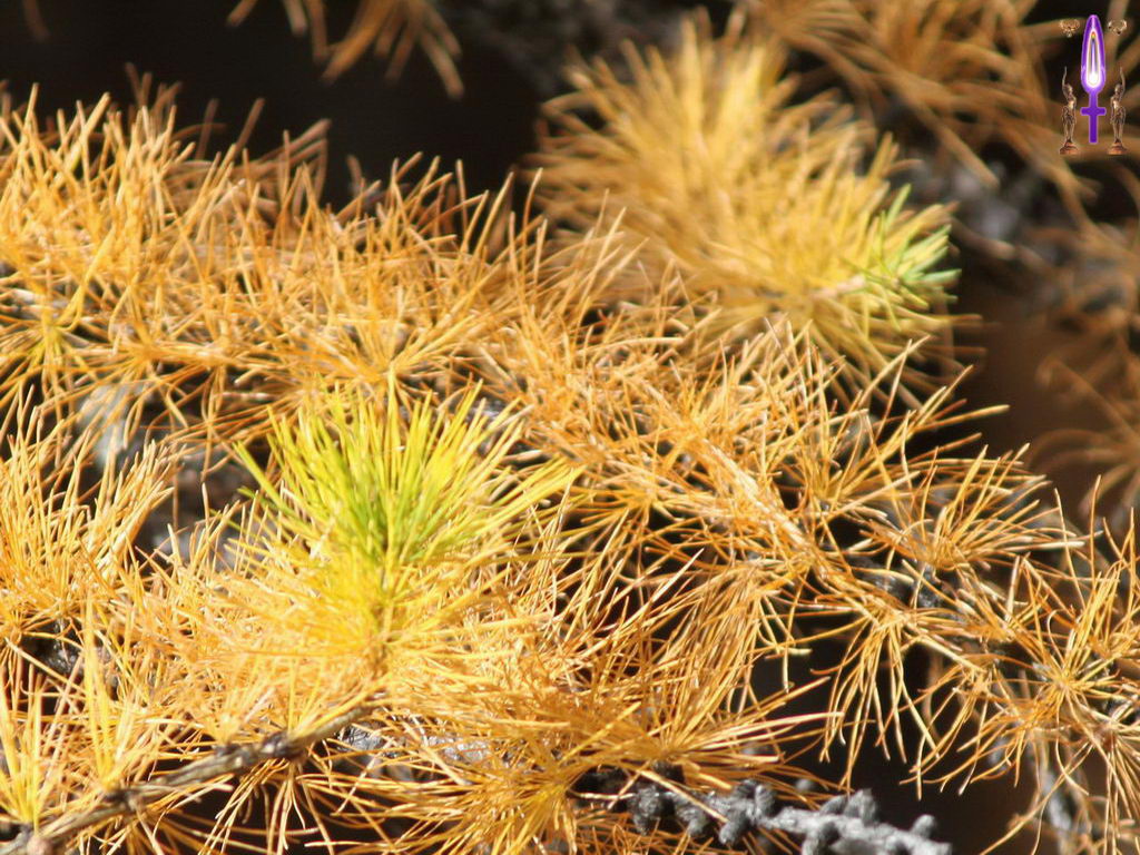 Croix de Lumière, Photo de la Série N No 010 