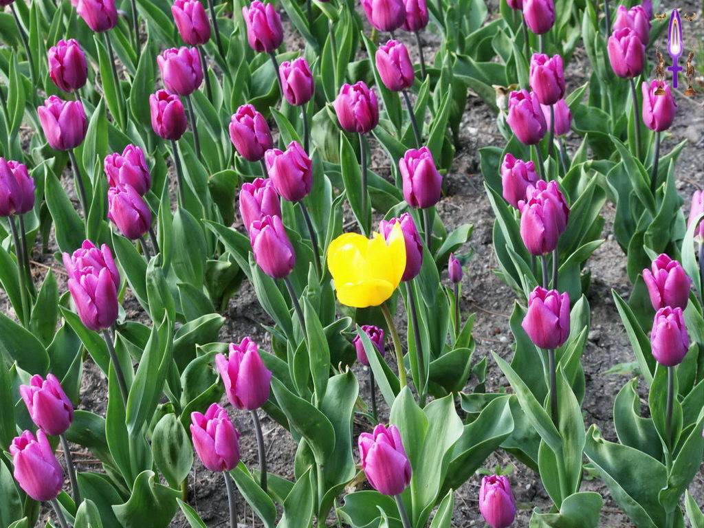 Croix de Lumière, Photo de la Série N No 63 