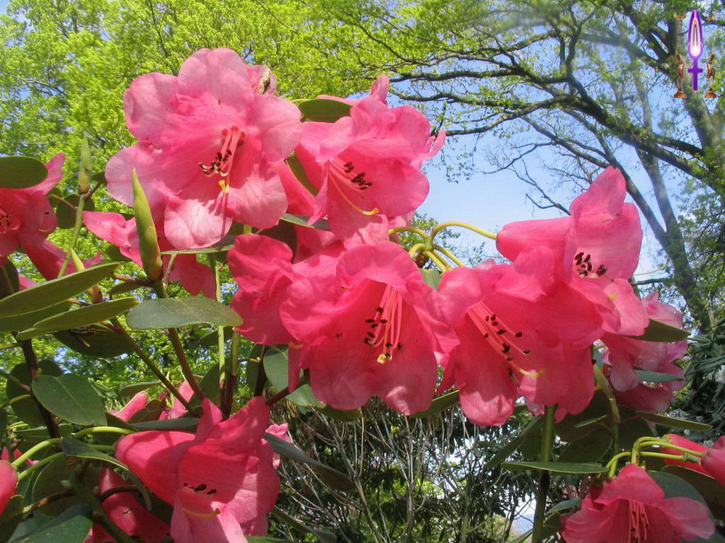 Croix de Lumière, Photo de la Série N No 73 