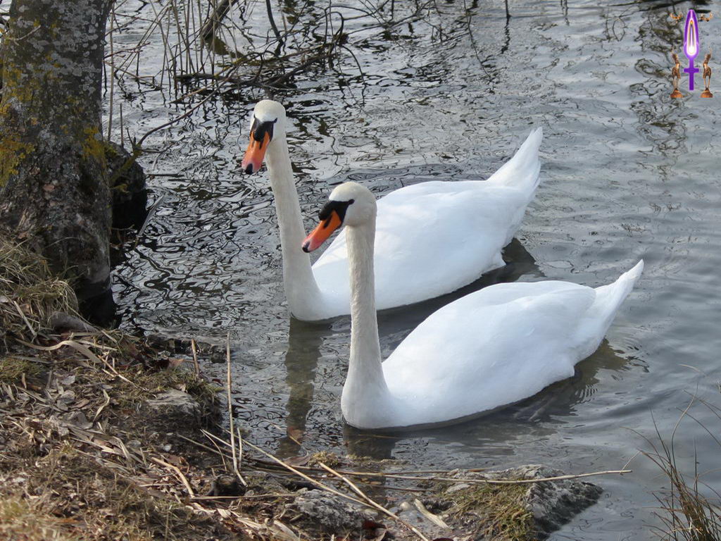 Croix de Lumière, Photo de la Série N No 74 
