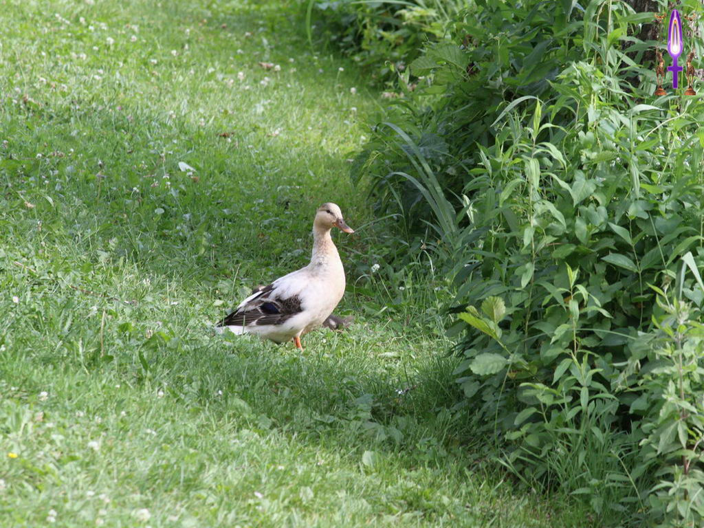 Croix de Lumière, Photo de la Série N No 83 