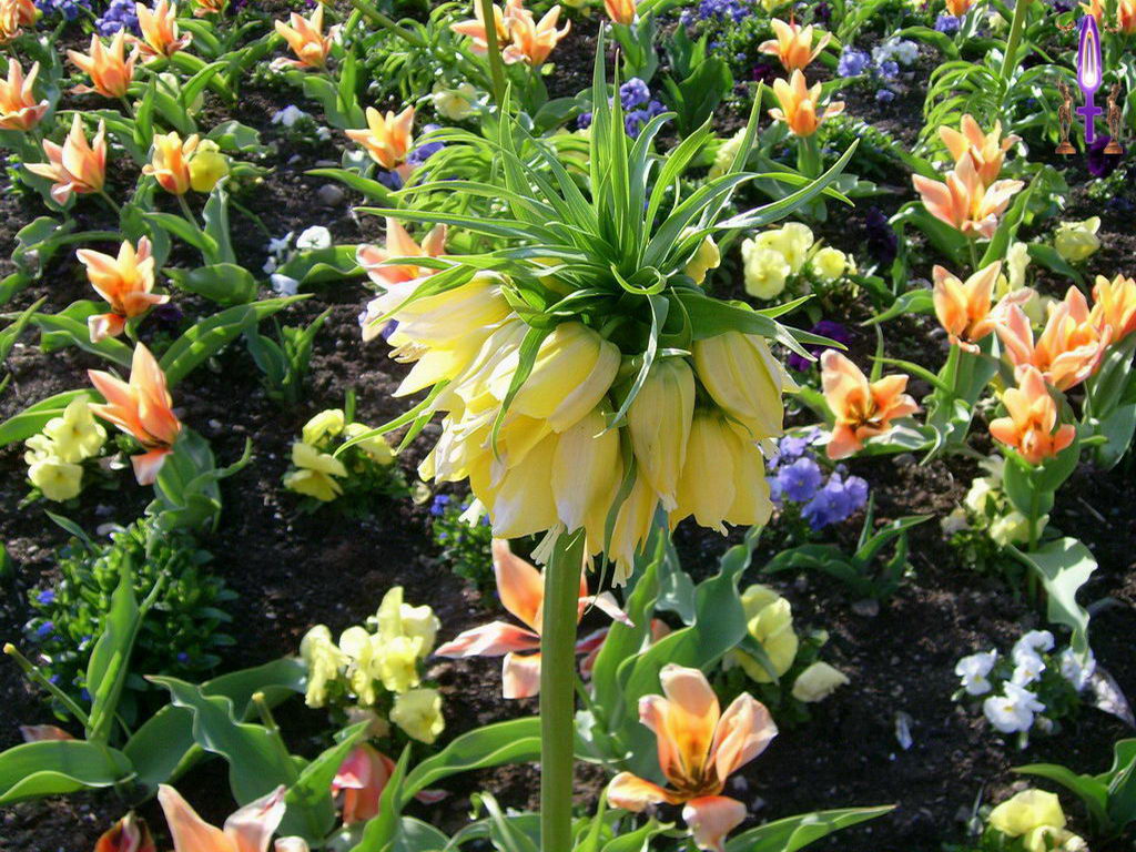Croix de Lumière, Photo de la Série N No 87 