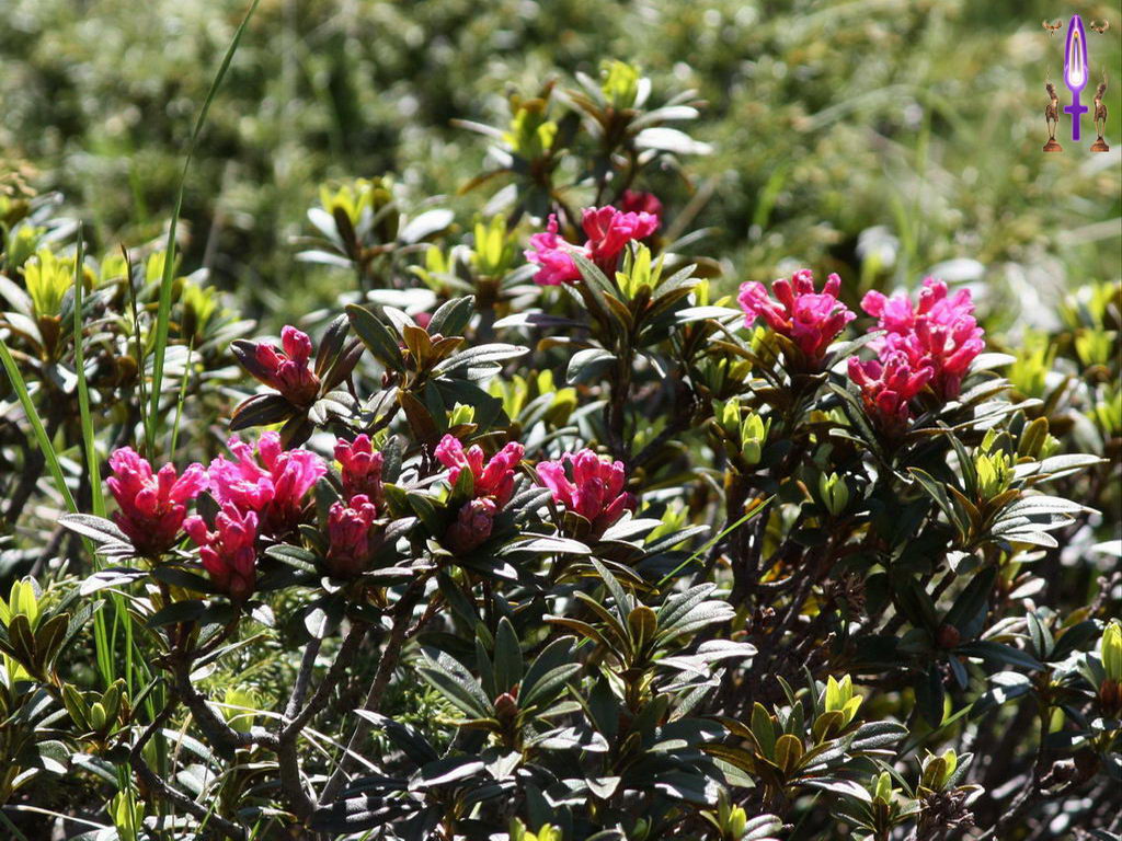 Croix de Lumière, Photo de la Série N No 89 