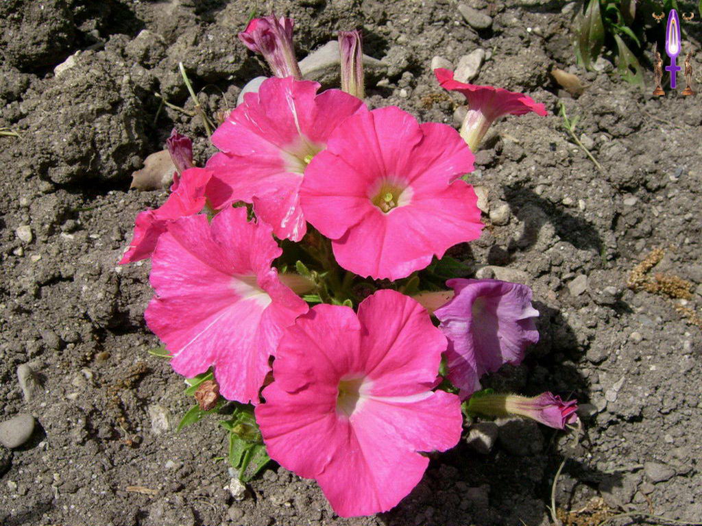 Croix de Lumière, Photo de la Série N No 95 