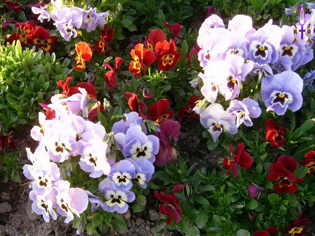 Croix de Lumière, Photo de la Série N No 96 