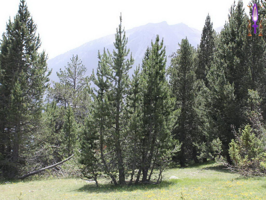 Croix de Lumière, Photo de la Série N No 97 