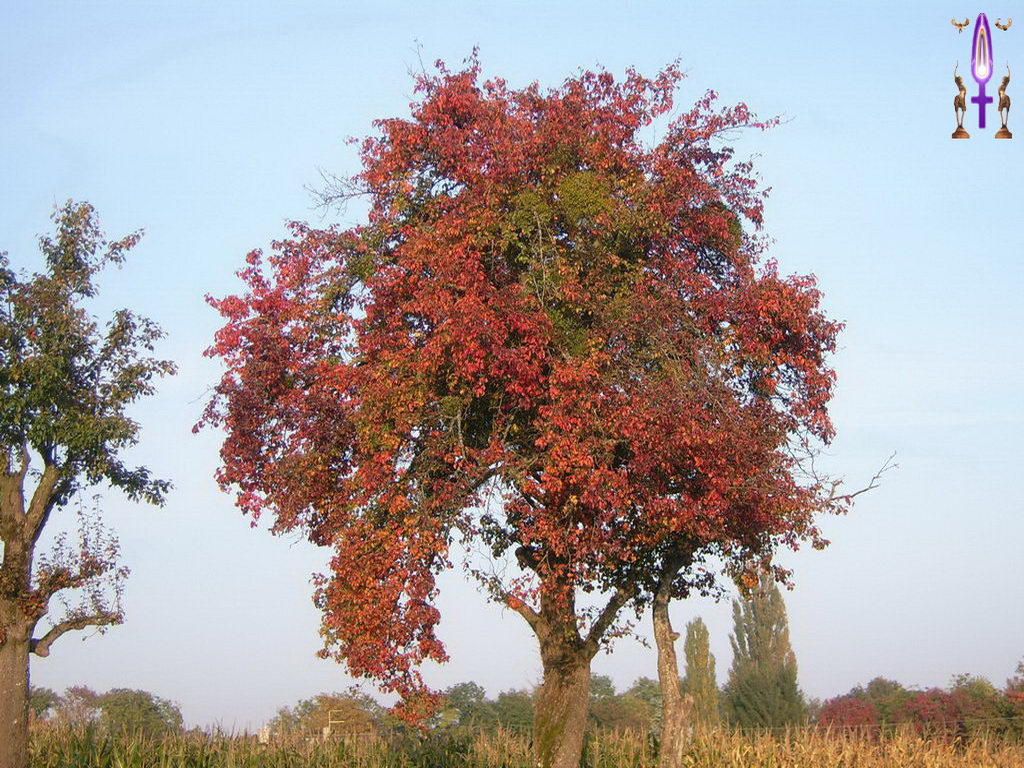 Croix de Lumière, Photo de la Série N No 102 