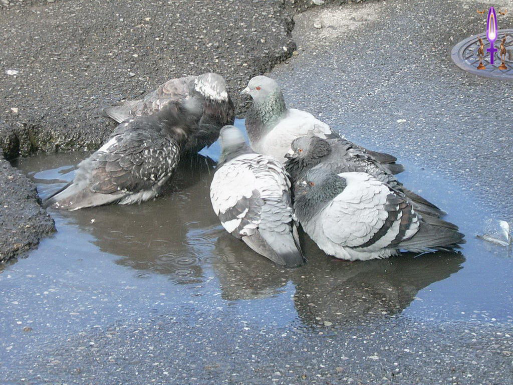 Croix de Lumière, Photo de la Série N No 107 