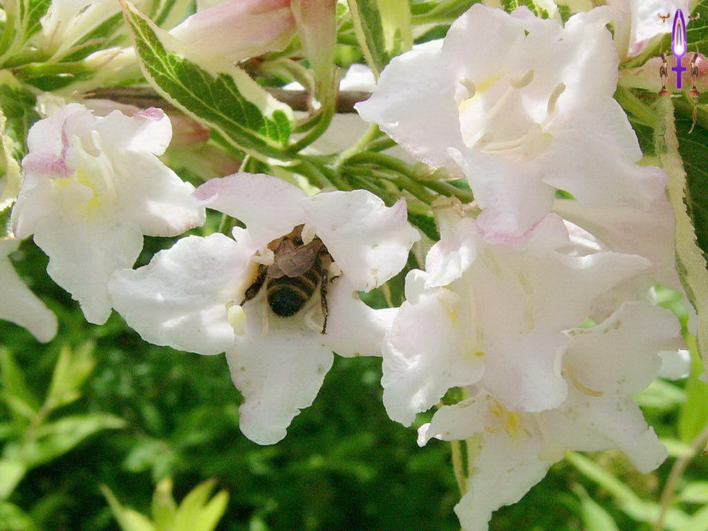 Croix de Lumière, Photo de la Série O No 1 