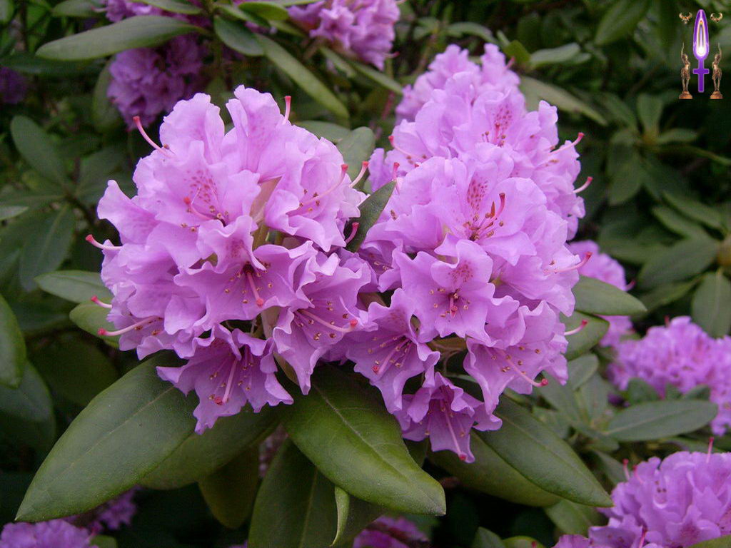 Croix de Lumière, Photo de la Série O No 3 