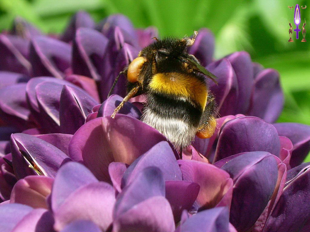 Croix de Lumière, Photo de la Série O No 4 