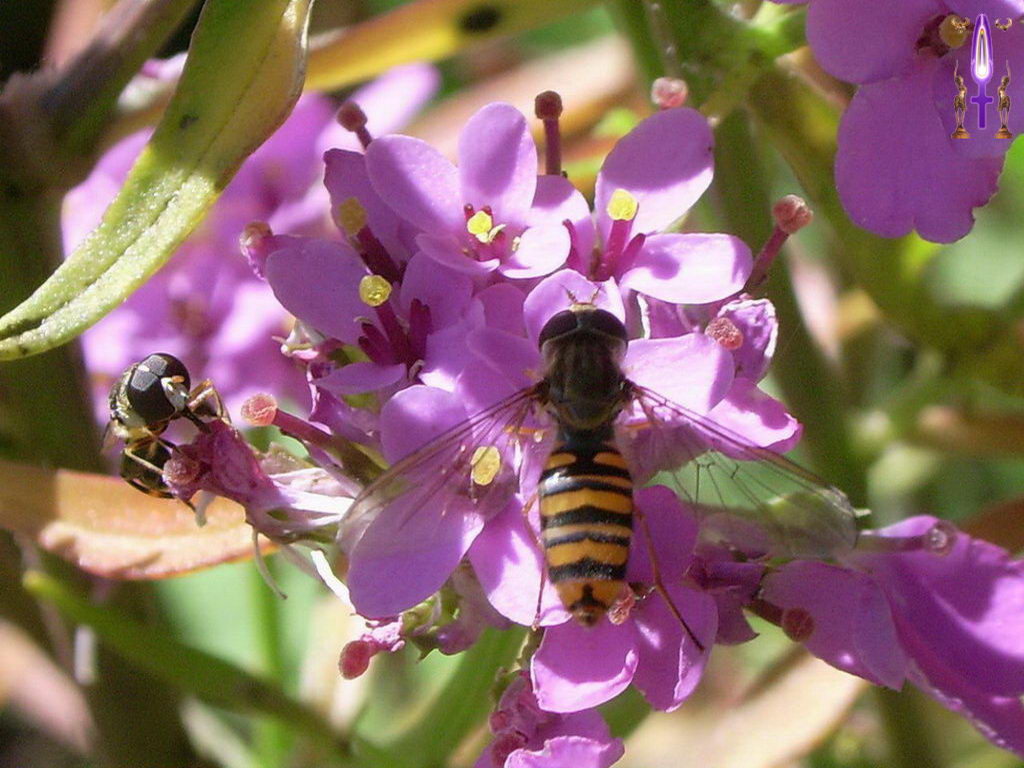 Croix de Lumière, Photo de la Série O No 5 