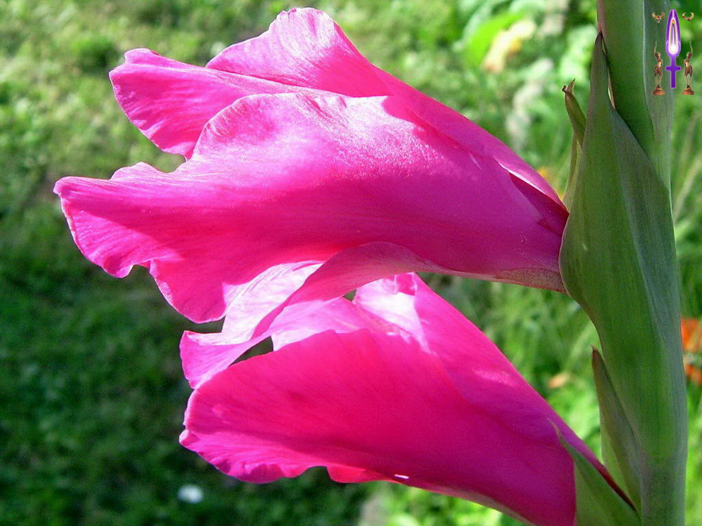 Croix de Lumière, Photo de la Série O No 7 