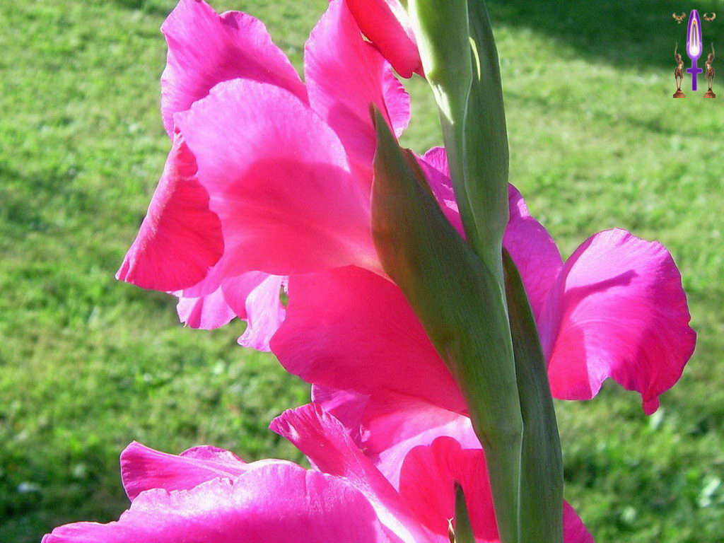 Croix de Lumière, Photo de la Série O No 8 