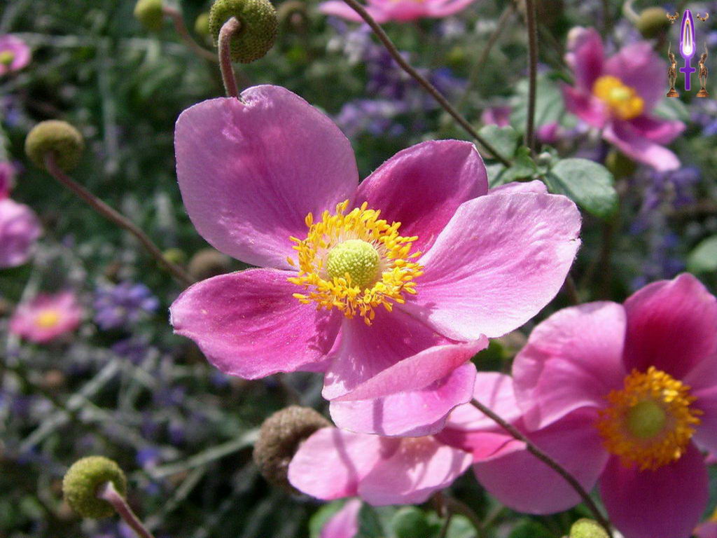 Croix de Lumière, Photo de la Série O No 9 