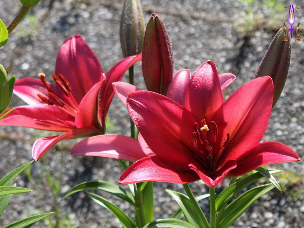 Croix de Lumière, Photo de la Série O No 11 