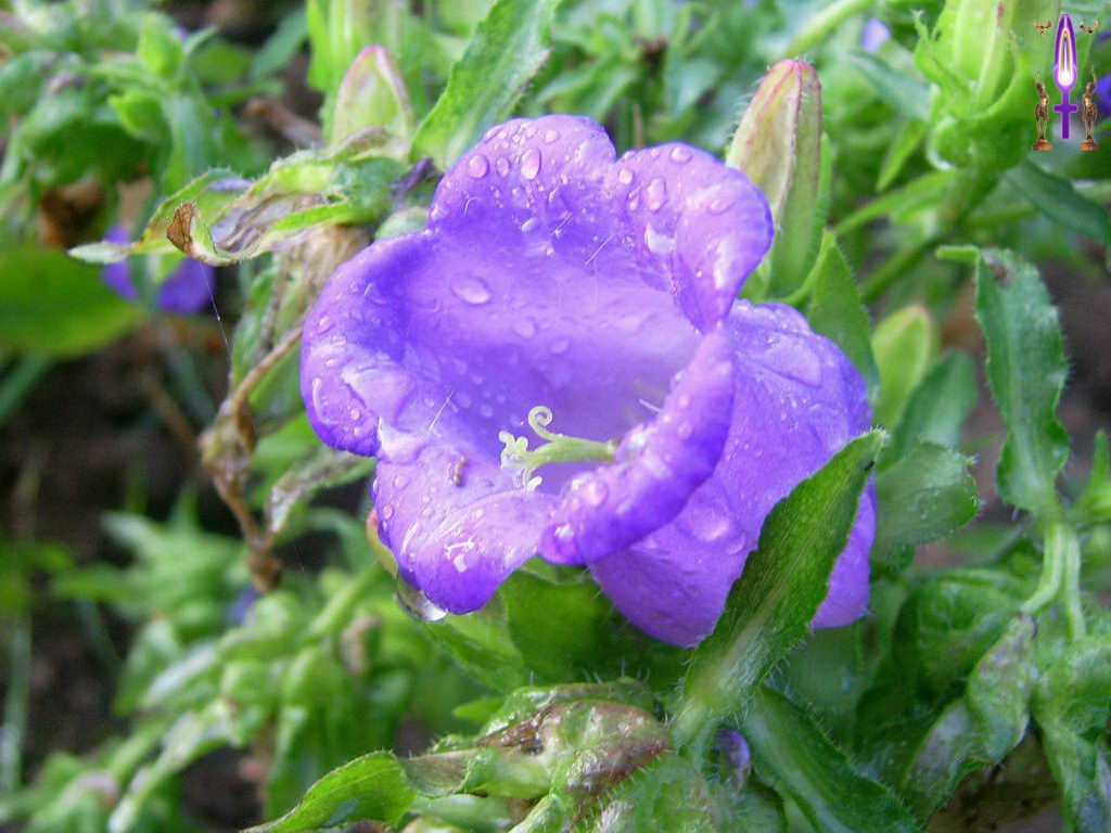 Croix de Lumière, Photo de la Série O No 12 