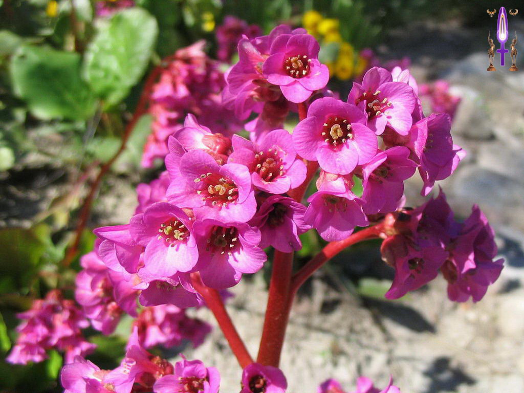 Croix de Lumière, Photo de la Série O No 13 