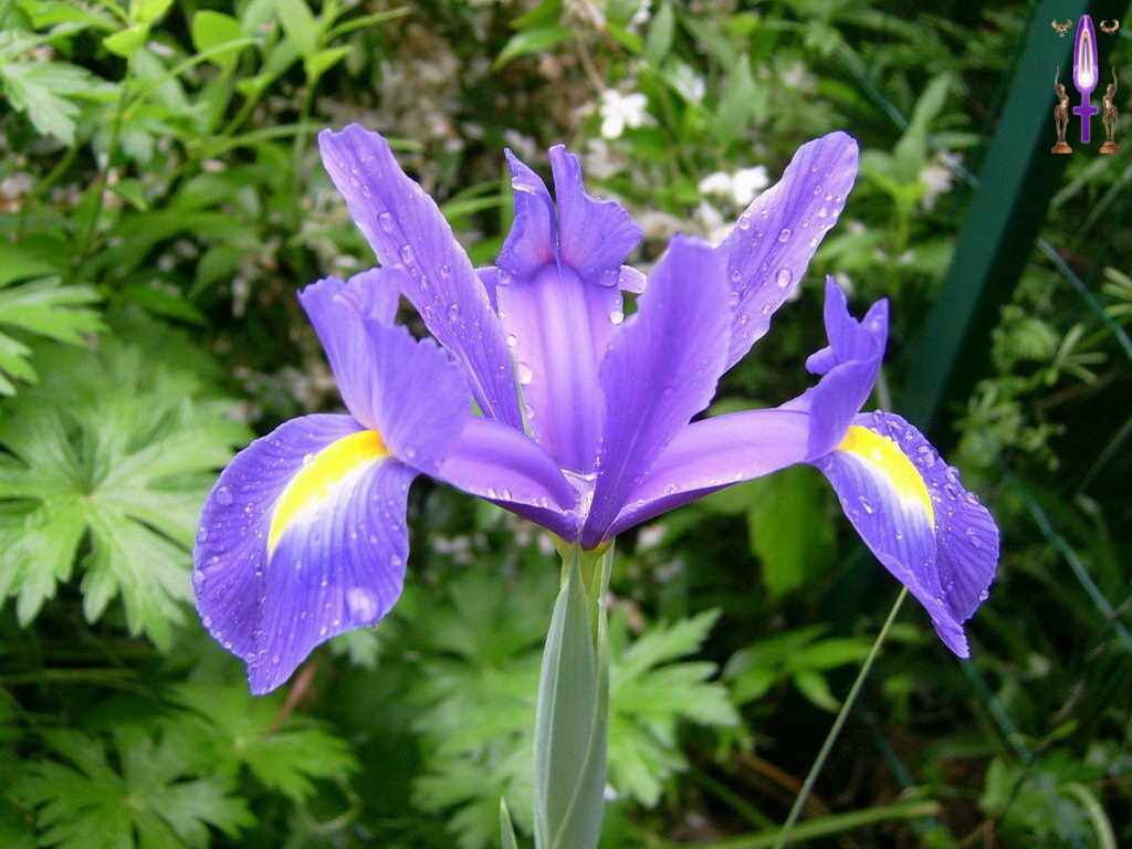 Croix de Lumière, Photo de la Série O No 14 