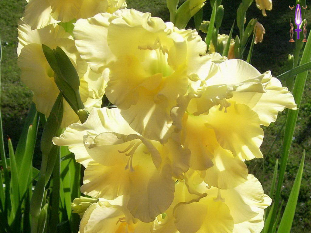 Croix de Lumière, Photo de la Série O No 19 