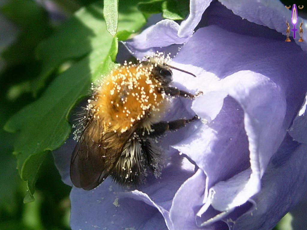 Croix de Lumière, Photo de la Série O No 20 