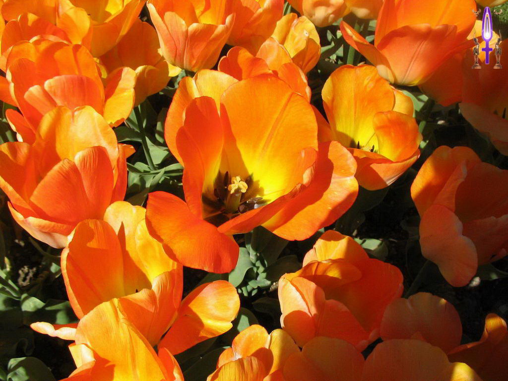 Croix de Lumière, Photo de la Série O No 21 