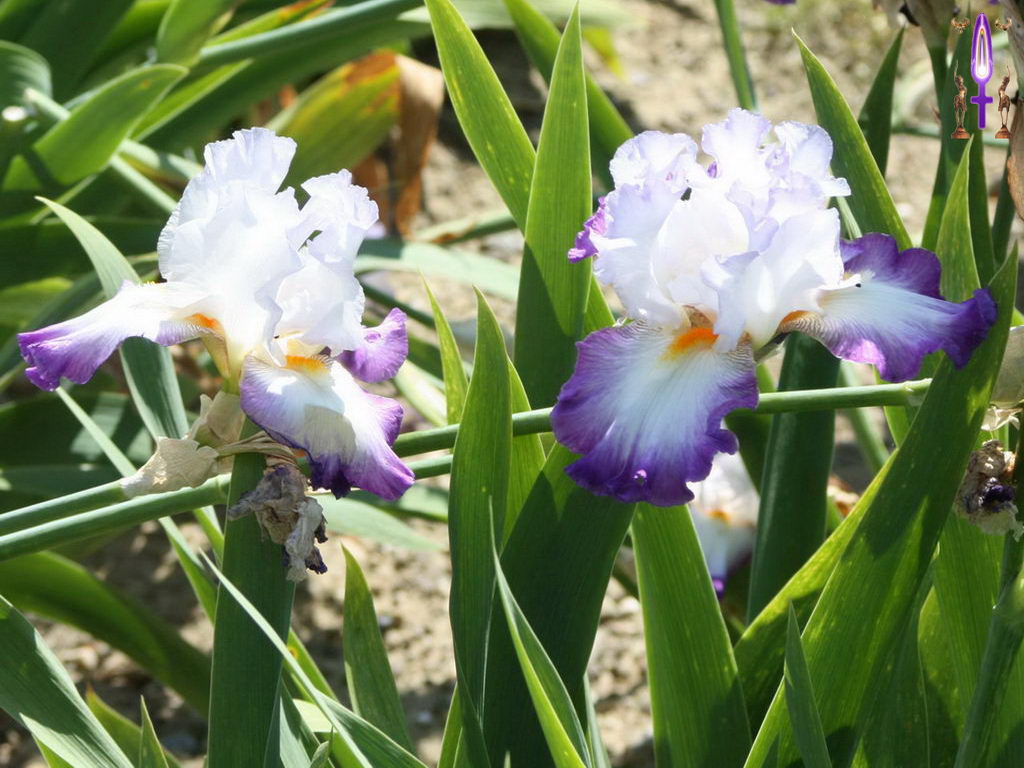 Croix de Lumière, Photo de la Série O No 24 