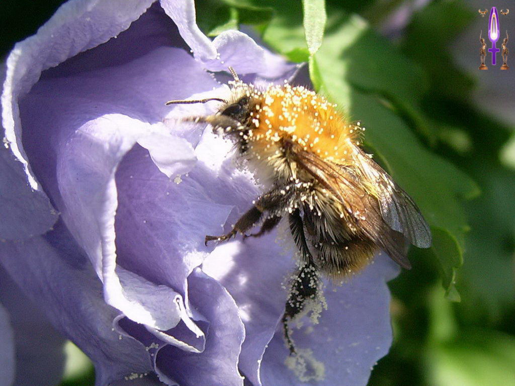 Croix de Lumière, Photo de la Série O No 25 